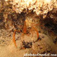 Banded shrimp - Image