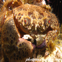Warty crab - Image