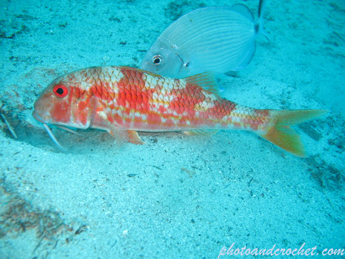 Striped Red Mullet - Image