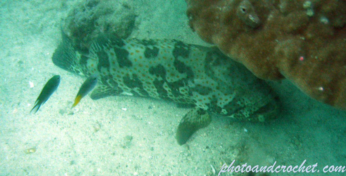 Pacific goliath grouper - Image