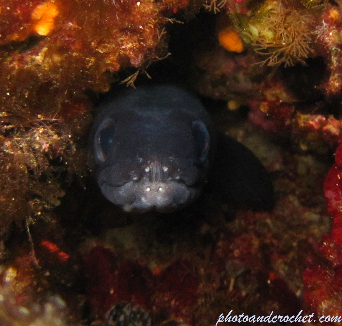 Conger eel - Image