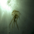 Jellyfish - In the spot light