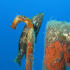 Goldblotch grouper - Epinephelus costae - To big to hide