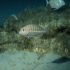 White grouper - Epinephelus aeneus - Watching the dwarfs
