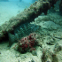 Mottled grouper -Mycteroperca rubra - In the Hide