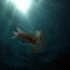 Cnidaria, Luminous Jellyfish - Pelagia noctiluca - In the Light