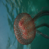 Cnidaria, Luminous Jellyfish - Pelagia noctiluca - Red Head