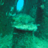 Goldblotch grouper - Epinephelus costae - Having a rest