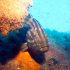 Goldblotch grouper - Epinephelus costae - in the spotlight