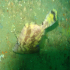 Bristle-tail filefish - Acreichthys tomentosus - close