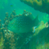 Coral grouper - Image