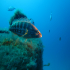 White grouper - Epinephelus aeneus - Guarding the Rozi