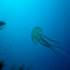 Cnidaria, Luminous Jellyfish - Pelagia noctiluca - Into the deep
