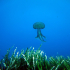Cnidaria, Luminous Jellyfish - Pelagia noctiluca - Hover