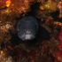 Conger eel - Image
