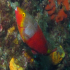 Parrotfish - Sparisoma cretense - Browsing