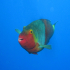 Parrotfish - Sparisoma cretense - Smily face