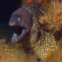 Moray Eel - Muraena helena - Big mouth 3