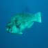 Parrotfish - Sparisoma cretense - On the run