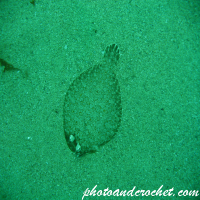 Flounder - Soleidae