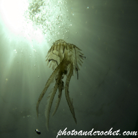 Jellyfish - Image