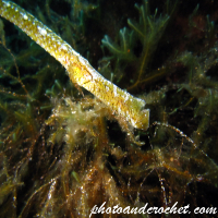 Horse pipe-fish - Image