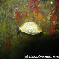 Golden Rabbitfish - Image