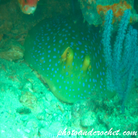 Bluespotted Fantail Ray - Image