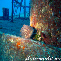 Mottled grouper - Image