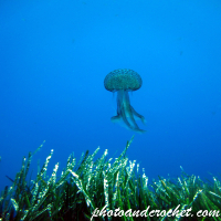 Cnidaria, Luminous Jellyfish - Image