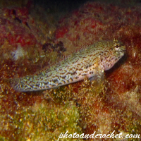 Buchicchis goby - Image