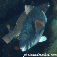 Parrotfish - Image