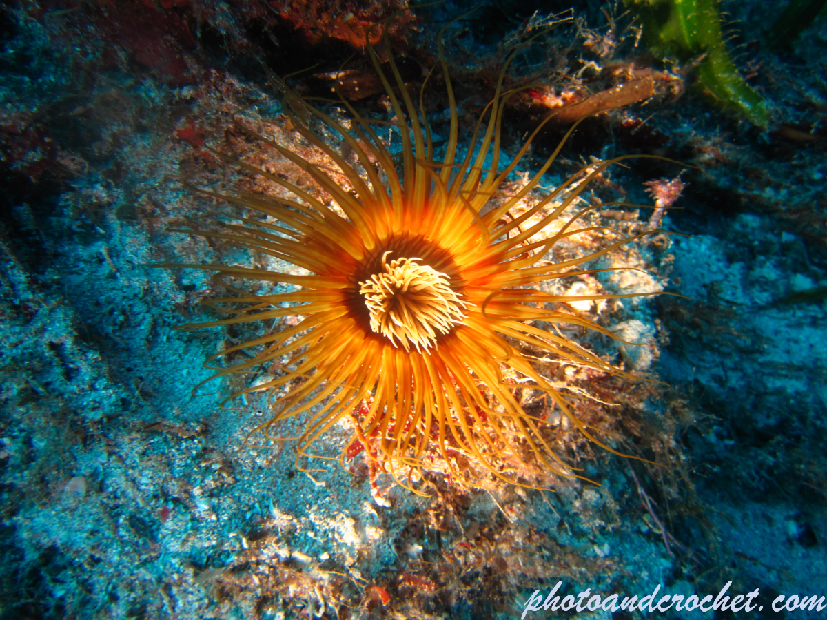Tube dwelling anemone - Image