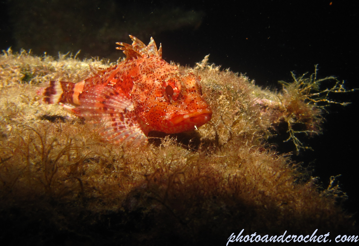 Small Red Scorpionfish - Image