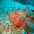 Red Scorpionfish - Scorpaena scrofa - I see you too