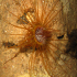 Tube dwelling anemone - Cerianthus membranaceus - Feeling lonely
