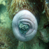 Magnificent sea anemone - Heteractis magnifica