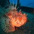 Red Scorpionfish - Scorpaena scrofa - Showing off