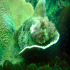 Golden Scorpionfish - Parascorpaena aurita