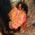 Red Scorpionfish - Scorpaena scrofa - Guarding the cave
