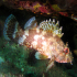 Black Scorpionfish - In the hole