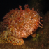 Red Scorpionfish - Scorpaena scrofa - Dragon Head - Whats up?