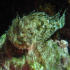 Red Scorpionfish - Scorpaena scrofa - Still young