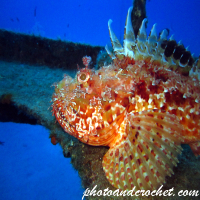 Scorpionfish - Image