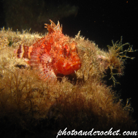 Small Red Scorpionfish - Image
