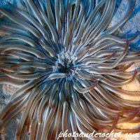 Tube dwelling anemone - Image