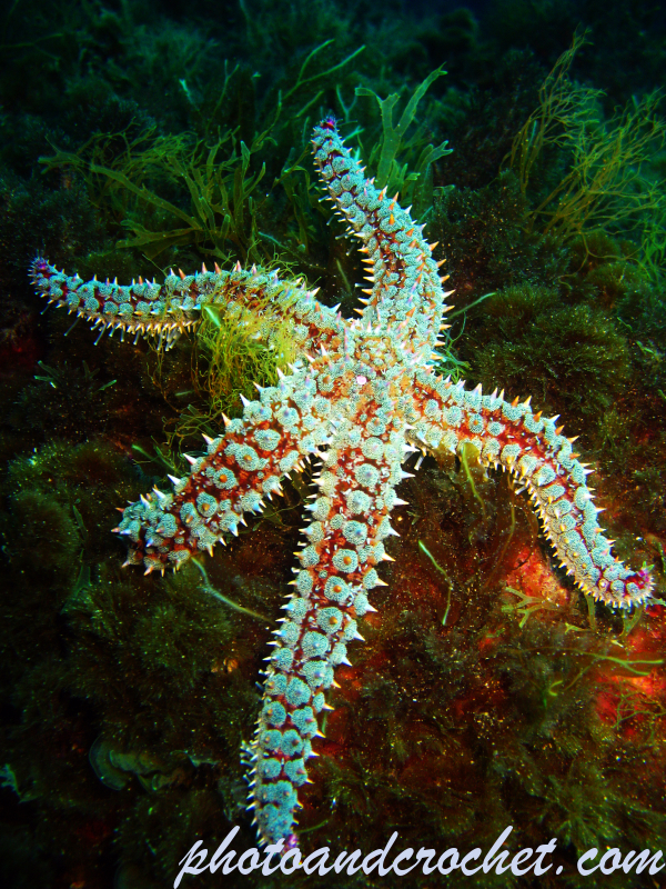 Spiny Starfish - Image