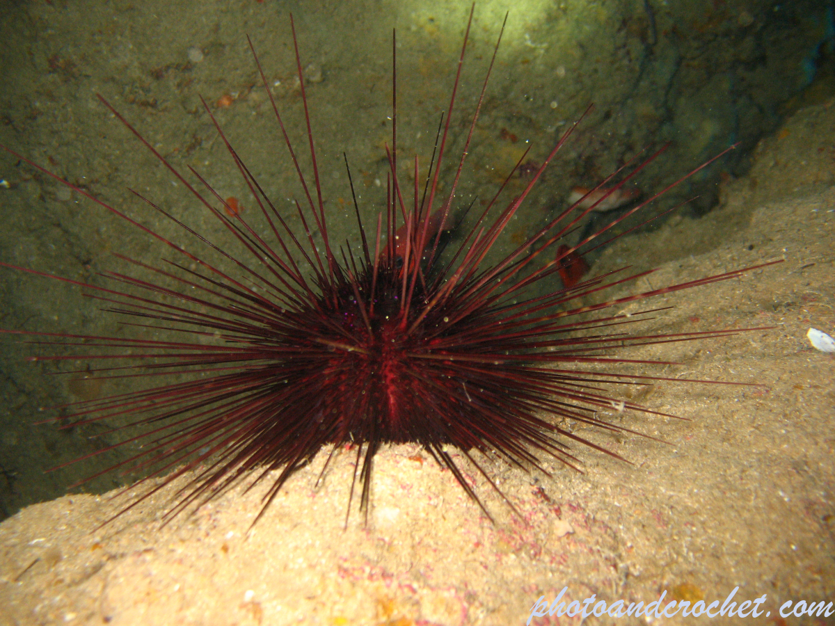 Long-spined urchin - Image