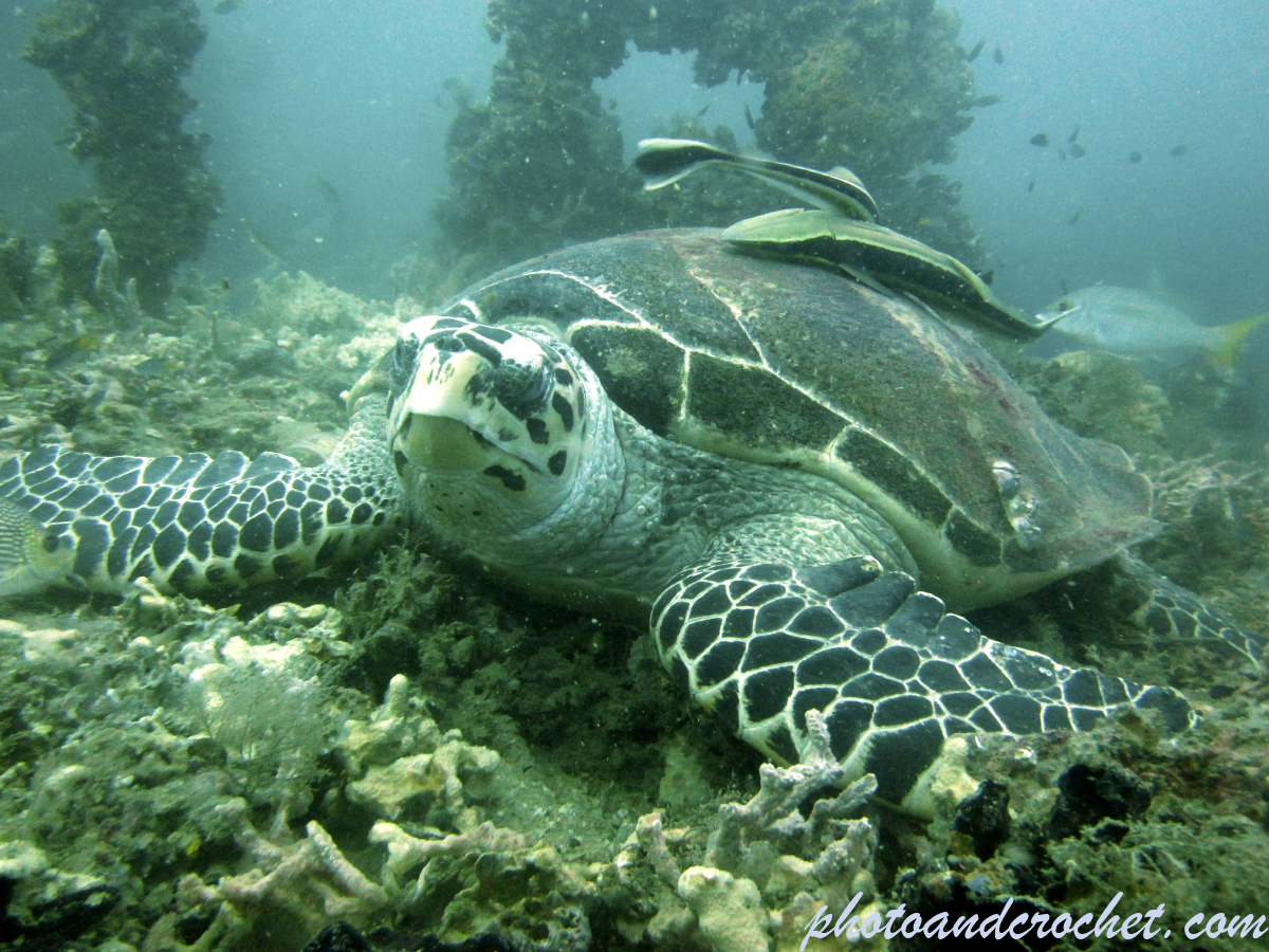 Green sea turtle - Image