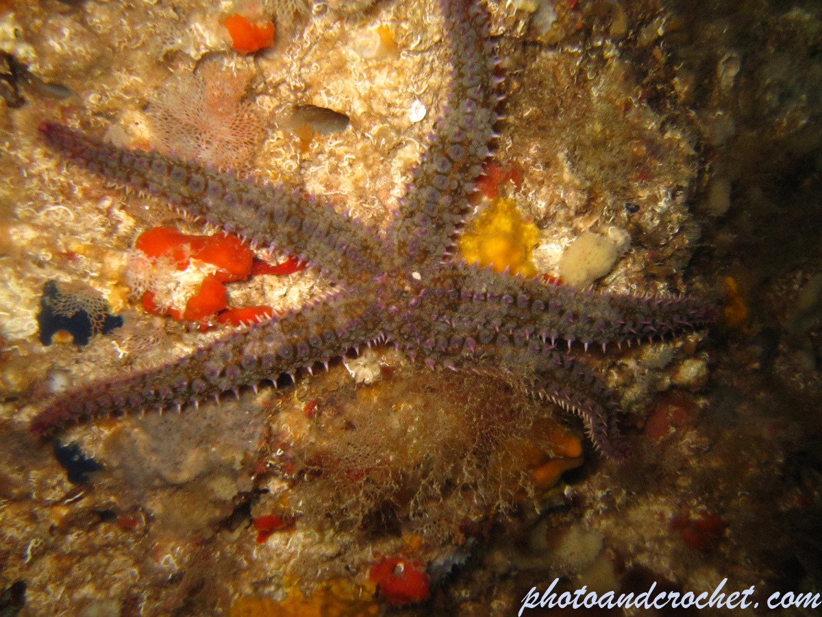 Spiny Starfish - Image